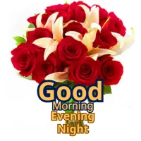 Good Morning Evening Night GIF